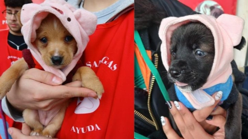 Jornada de adopción busca encontrarle hogar a 50 perros
