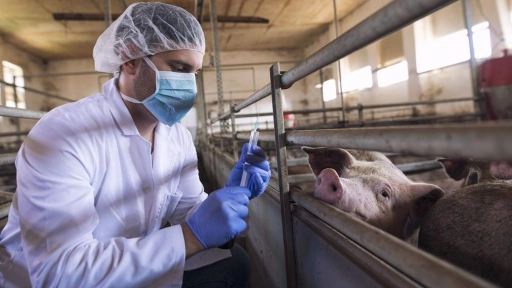 Zoonosis: Cómo concientizar a la población para convivir sanamente con los animales