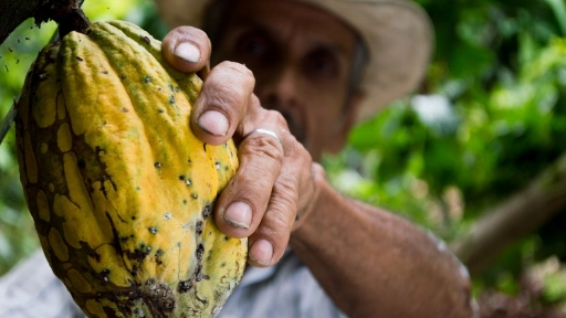 Día mundial del cacao: El alimento de los dioses también es vegano