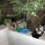 Providencia: Vecinas denuncian hostigamiento por alimentar a gatos ferales