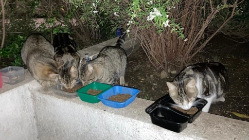 Providencia: Vecinas denuncian hostigamiento por alimentar a gatos ferales