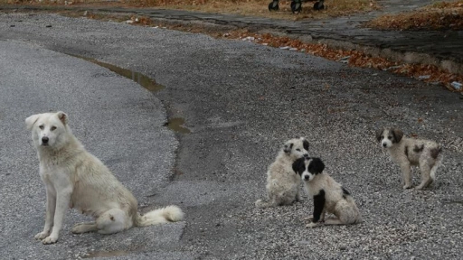 ¿Prevenir o castigar? La ruta confusa de las políticas públicas sobre bienestar animal en Chile