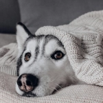 Llegó el invierno y Chile es el lugar más frío del planeta: Tips para cuidar a nuestros perros y gatos
