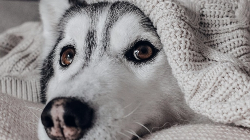 Llegó el invierno y Chile es el lugar más frío del planeta: Tips para cuidar a nuestros perros y gatos
