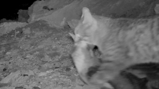 Registran ataque de un gato doméstico a uno de los fardelarios del Parque Archipiélago Juan Fernández