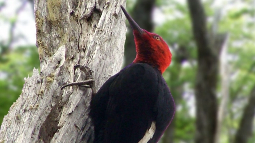 Guardaparques fortalecen capacidades para el censo del carpintero magallánico 
