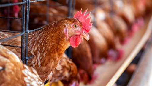 Promesas incumplidas: La deuda ética de Mondelz con el bienestar animal