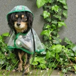 Tormentas: Consejos para calmar a tus perros