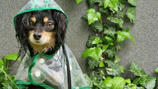 Invierno: 10 recomendaciones para cuidar a los animales