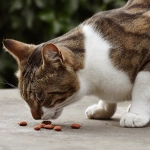 Purina Institute International realizará simposio sobre \