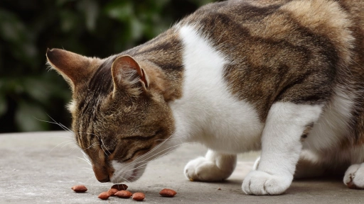 Purina Institute International realizará simposio sobre Nutrición avanzada en gatos