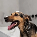 Invierno sin enredos: Claves para la salud y bienestar de perros y gatos