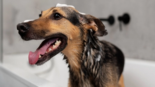 Invierno sin enredos: Claves para la salud y bienestar de perros y gatos