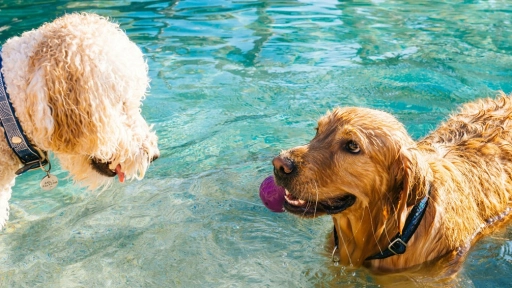 GuauFest: El evento pensado para la diversión de tus perros