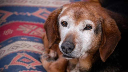 Cuidado de perros y gatos mayores: Adaptaciones en el hogar y necesidades especiales