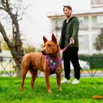 Días de frío y lluvia: Entretiene a tus animales en invierno