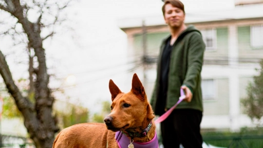 Días de frío y lluvia: Cómo entretener a los animales en invierno 