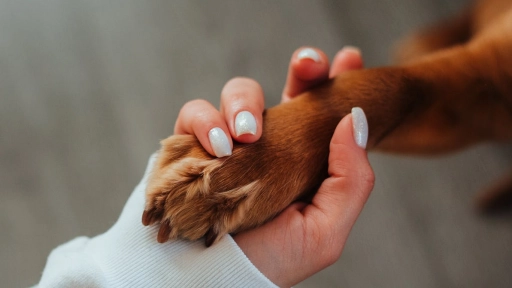 Chanco se moviliza por los animales: Comunidad convoca a marcha pacífica contra el abandono y maltrato animal