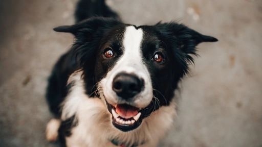 Día Mundial del Perro: Conoce su origen y los cuidados clave para tu mejor amigo