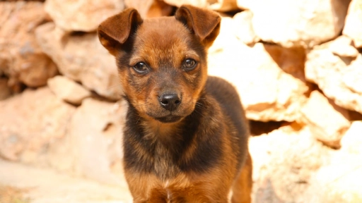 Día Mundial del Perro: Celebra el amor que inspira empatía hacia todos los animales