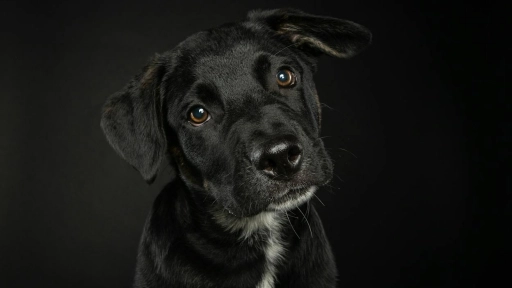 Día del perro: Tener uno tiene beneficios para el corazón, la mente y el alma de las personas