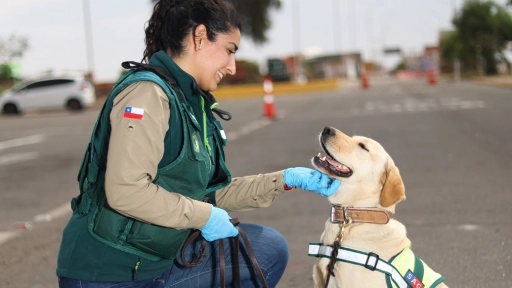 Día del Perro: Conoce cómo trabajan los canes del SAG en nuestras fronteras