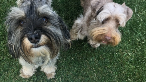 Día del perro: Crece en Chile la tendencia de alimentarlos y cuidarlos como a un miembro más de la familia