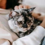 Por qué los gatos duermen encima de sus humanos