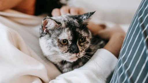 Por qué los gatos duermen encima de sus humanos  
