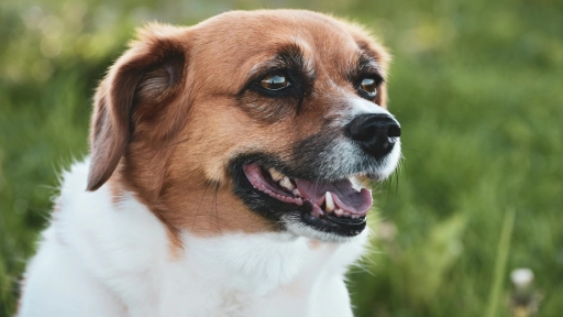 ¿Mestizos o de raza? Patologías que afectan por igual a perros y gatos