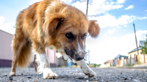 Día de los Animales sin hogar