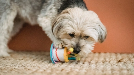 Perros y juguetes ¡Estimula su mente y olfato!  