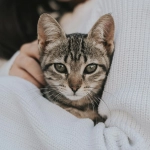Parásitos en gatos: expertos advierten la importancia de desparasitar todo el año