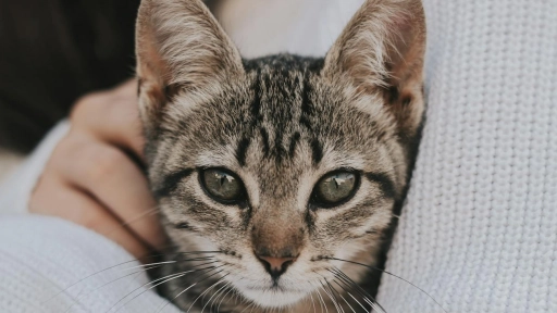 ¿Tu gato actúa diferente? Pequeños cambios pueden ser señales de alerta sobre su salud