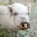 Perú: Corte Suprema condena por el delito de maltrato animal cometido contra animales de granja