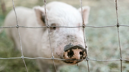 Perú: Corte Suprema condena por el delito de maltrato animal cometido contra animales de granja