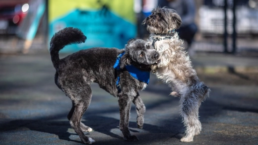 Tu opinión los protege: Subdere lanza consulta para actualizar el reglamento de la Ley Cholito