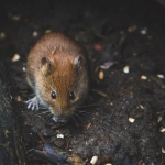 El hantavirus modifica su patrón estacional y alcanza 30% de letalidad en el Biobío