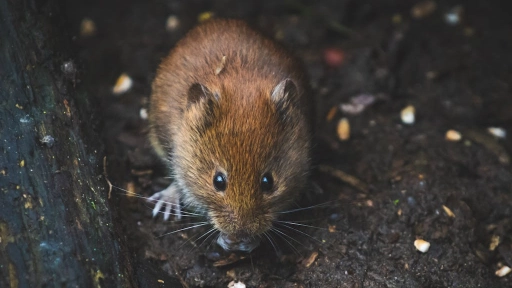 El hantavirus modifica su patrón estacional y alcanza 30% de letalidad en el Biobío