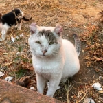 Chanco inicia catastro ciudadano para enfrentar la sobrepoblación de perros y gatos abandonados