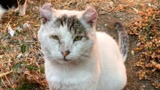 Chanco inicia catastro ciudadano para enfrentar la sobrepoblación de perros y gatos abandonados