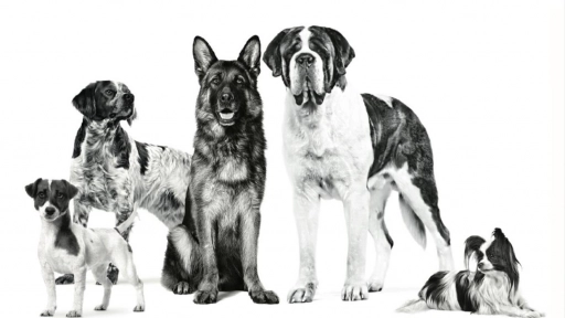 Cómo elegir el alimento ideal para tu perro El tamaño sí importa