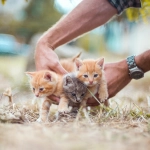 Jornada de adopción busca encontrarle hogar gatos en su día