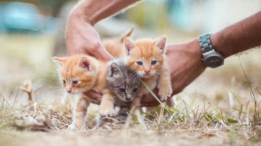 Jornada de adopción busca encontrarle hogar gatos en su día