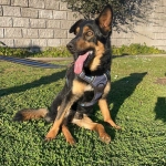 Teniente Dan: Perrito con problemas en sus articulaciones busca un hogar