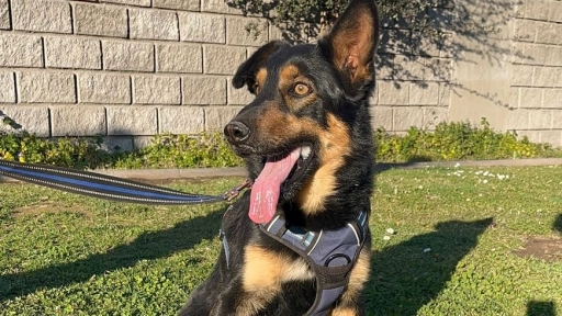 Teniente Dan: Perrito con problemas en sus articulaciones busca un hogar