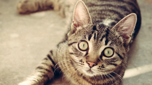 Día Internacional del Gato: Una fecha para reflexionar sobre el vínculo humano-animal