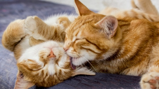 Día del Gato: 7 de cada 10 tutores desconoce los cuidados básicos que su felino necesita