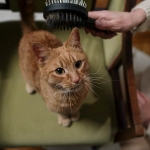 Gatos: Cómo prevenir las bolas de pelo