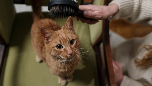 Cómo evitar que la pelecha de perros y gatos te enloquezca en primavera